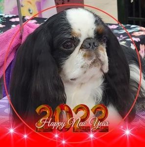 Meet your Posher, Dawn